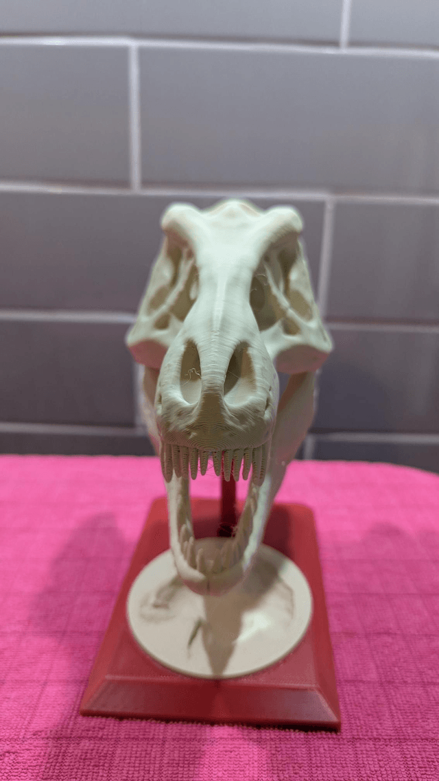 T-Rex Skull and Stand